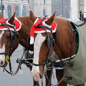 Wien 2010 177