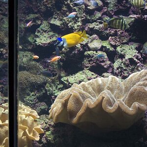 DSC Aquarium