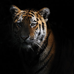 Schattenwächter
Tiger
Tiergarten Nürnberg 2010