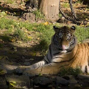 DSC Tiger
