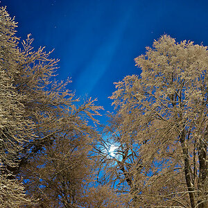 Bäume Schnee www (2) ps