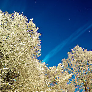 Bäume Schnee www (1) ps