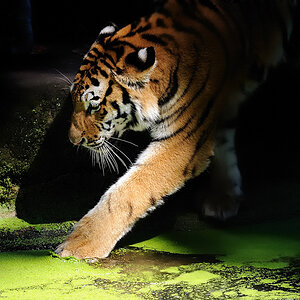 Tiger im Grünen 2
