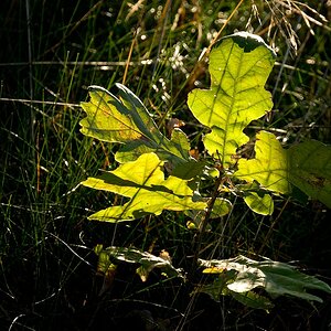 Herbst