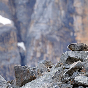 DSC5121 NF-F
Am Cavell Meadows Trail
Jasper NP, Kanada
