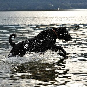 Hund