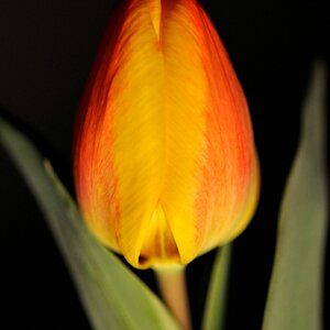 Tulpen Versuch