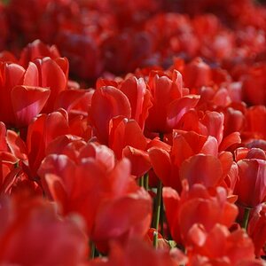 Tulpen in Istanbul