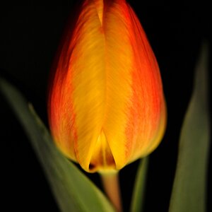 Tulpe2