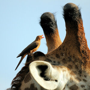 Kenia 12/2010 03 (Ausschnitt)