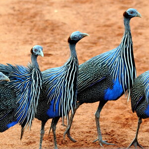 Kenia 12/2010 04