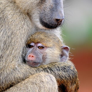 Kenia 12/2010 08