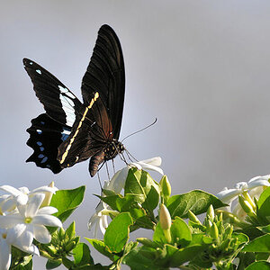 Schmetterling
(4695)