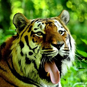Tierpark 30.6 312
Tigerportrait