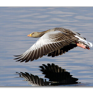 flying goose onl