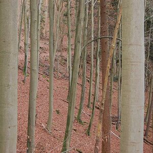 Ich seh den Wald vor lauter  Bäumen  nicht