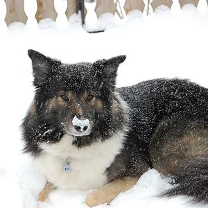 Marcos im Schnee