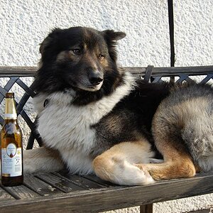 Mein Hund trinkt gerne Bier