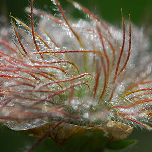 120. Blume