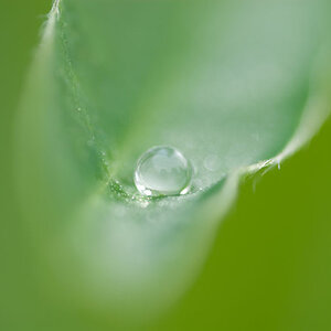 359. Wasserperle DSC 2185