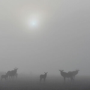Morgens gibt es auf dem Nyika-Plateau oft Nebel.
So stellt sich der Fotograf Afrika bestimmt nicht vor ...
... den Pferdeantilopen kümmert das wenig.
