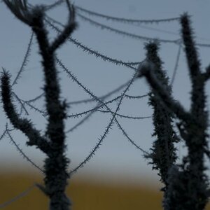 130. gefrorenes spinnennetz