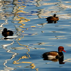 Nikon 70-200 2.8 VR2 200mm 1:11 1/800 ISO800
(Bearbeitet mit NX2)1996