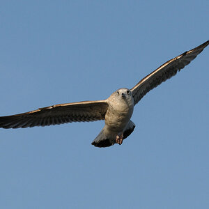 D300S Nikon 70-200 2.8 VR2 190mm 1:9 1/2000 ISO800
(Bearbeitet mit NX2)2136
