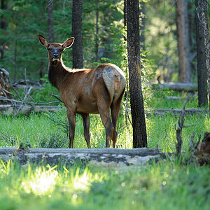 DSC5088 NF-F
Wapiti
Jasper NP, Kanada