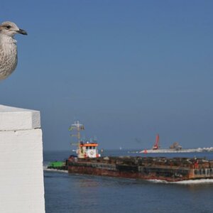 DSC 5480 1
'Hafenpolizei' von Oostende