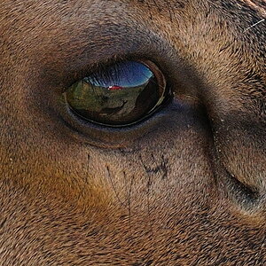 DSC 8839 NF-F 100%-Crop
Wapiti
Jasper Nationalpark, Kanada