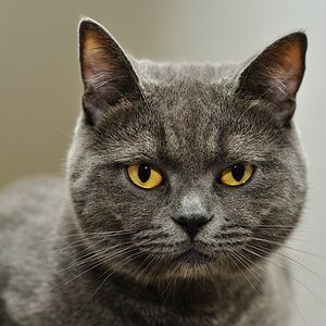 Diego