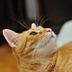 Sputnik