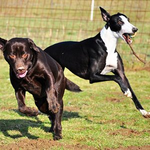 hunde