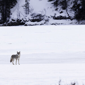 Kojote auf gefrorenem Athabasca River