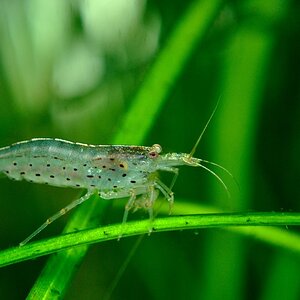 amano