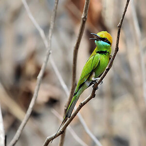 D30 Green Bee Eater