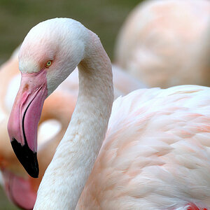 Flamingo 1 Forum