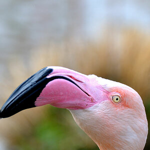 Flamingo 2 Forum