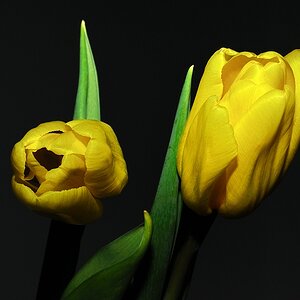 zwei Tulpen