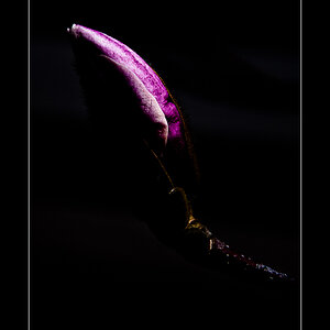 magnolie1