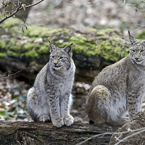 luchs 03