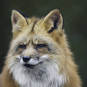 rotfuchs