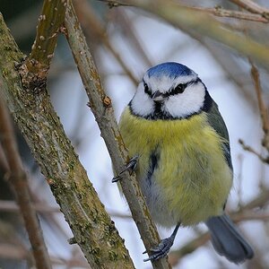 Blaumeise