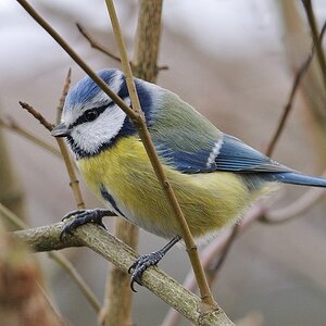 Blaumeise