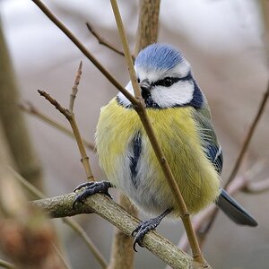 Blaumeise