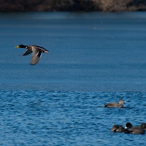 Entenflug1