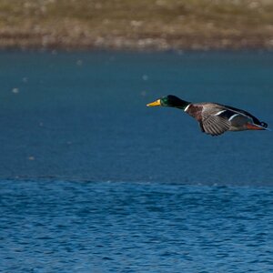 Entenflug2