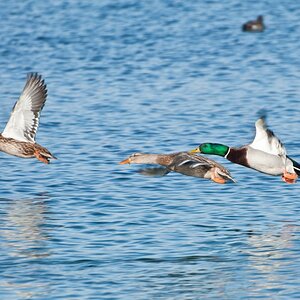Entenflug3