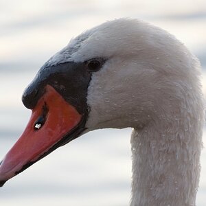 Höckerschwan1